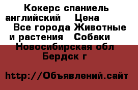 Кокерс спаниель английский  › Цена ­ 4 500 - Все города Животные и растения » Собаки   . Новосибирская обл.,Бердск г.